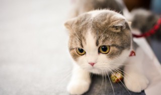 宠物打什么疫苗 宠物猫狗要打什么疫苗？