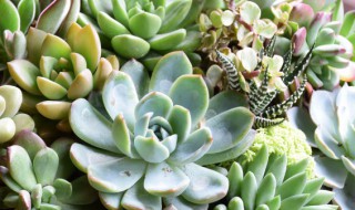 大型多肉植物品种有哪些 养大型多肉植物推荐这4个品种