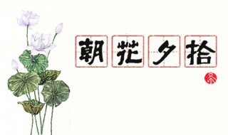 朝花夕拾的好词好句分段摘录 朝花夕拾中精妙好词好句分享
