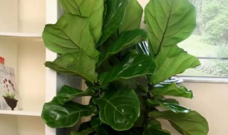 室内高大植物有哪些 室内高大植物有哪些图片