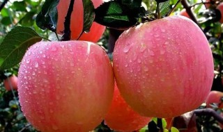 苹果去蜡的小妙招 苹果去蜡的方法介绍
