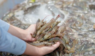 怎么养虾 虾的养殖方法