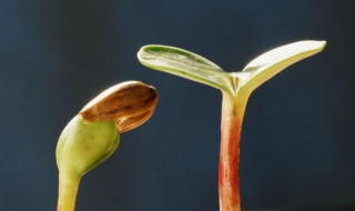 白睡莲种子催芽方法 白睡莲种子怎么催芽