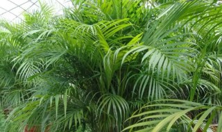 室内草本植物有哪些（室内草本植物大全）