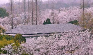 惠州樱花谷风景区在哪里 惠州樱花谷风景区简单介绍