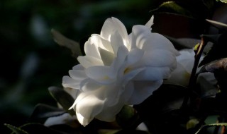 描写白山茶花的优美句子 写白山茶花的优美句子怎么写