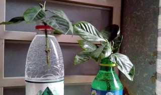 雪碧可以浇花吗 雪碧应该如何浇花