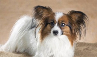 养蝴蝶犬的正确方法 蝴蝶犬饲养方法