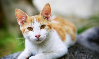 猫咪吃的虾肉怎么做 猫咪不能多吃海鲜的原因