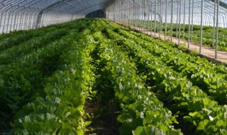 合作社变更注册资金需要什么条件 怎么才能把合作社变更注册资金