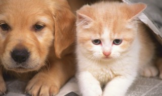 怎么分辨公猫母猫，刚出生的猫咪怎么分辨公猫母猫