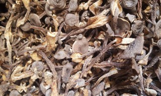 鹿茸菇的功效与作用 鹿茸菇有什么好处