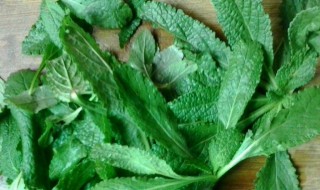 猪耳朵草禁忌什么 猪耳朵草有哪些禁忌