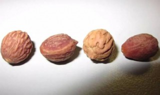 山枣核的功效与作用 山枣核的功效与作用有哪些