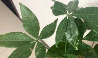发财树软了能恢复吗 发财树软了能不能恢复