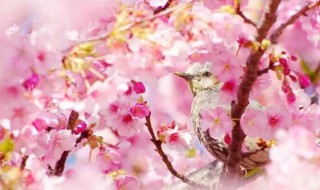 冬樱花的花语和象征 冬樱花的花语和象征什么