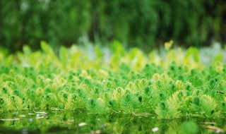 绿藻是赤潮生物吗 绿藻是赤潮生物吗
