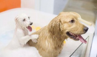 怎么给狗狗洗澡最好 给狗狗洗澡方法