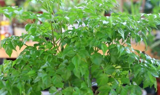 幸福树的种植方法步骤 幸福树容易长斑吗