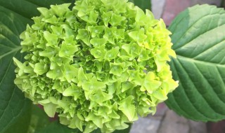 绣球花种子种植方法（绣球花种子种植方法和时间）