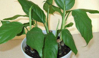 室内阔叶植物有哪些 我想知道室内阔叶植物有哪些