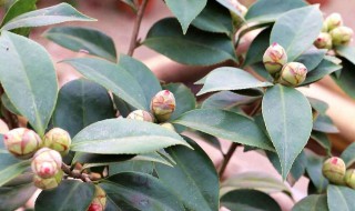 茶花种子怎么种植方法 茶花种子怎么种植方法和注意事项