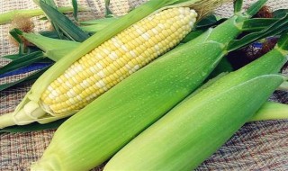 玉米棒的保存方法 玉米棒怎么保存