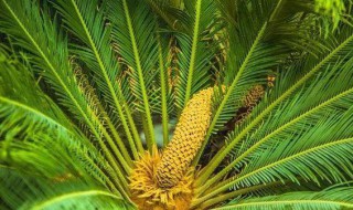苏铁属于什么植物 苏铁植物介绍