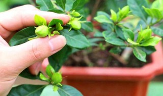 栀子花怎么浇水 栀子花如何浇水