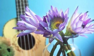 睡莲插花瓶里怎么养 睡莲插花瓶里如何养