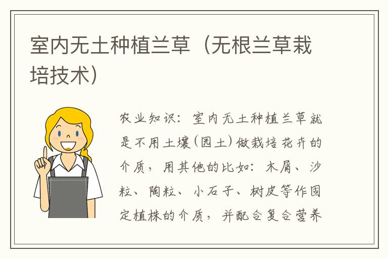 室内无土种植兰草（无根兰草栽培技术）