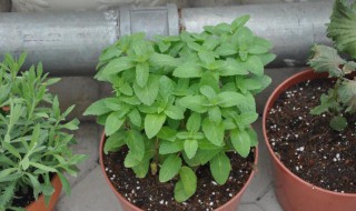 薄荷种子的种植方法和注意事项 薄荷如何养殖