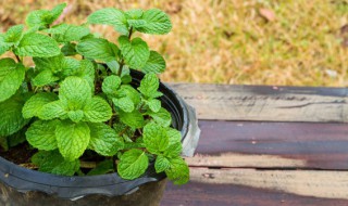 薄荷的种植方法及养护方法（薄荷的种植方法及养护方法图片）