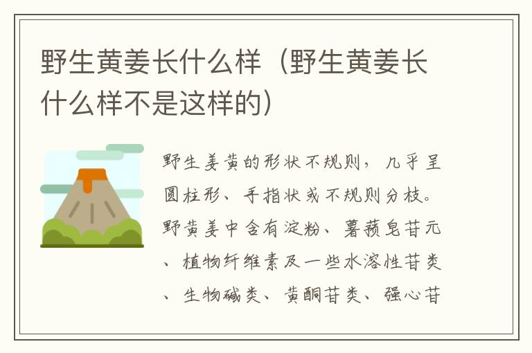 野生黄姜长什么样（野生黄姜长什么样不是这样的）