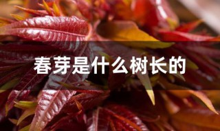 春芽是什么树长的 春芽树的介绍