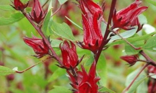 洛神花花语 洛神花花语是什么