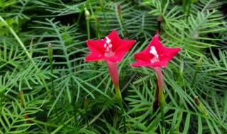 羽叶莺萝种植方法（羽叶莺萝种植方法）