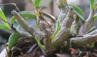石斛家庭种植方法 石斛的家庭种植方法