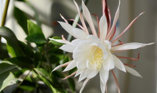 昙花开花是什么时候 昙花开花时间介绍