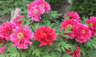 牡丹花花期多少天 牡丹花花期多久