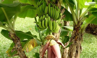 无籽香蕉种植方法 香蕉没籽如何种植