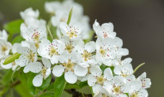 梨花的花语 梨花的花语是什么