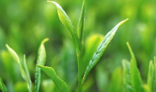煮奶茶可以用绿茶叶么 奶茶的茶叶可以用绿茶吗