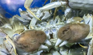 新鲜青蟹怎么保存方法 如何保存新鲜青蟹