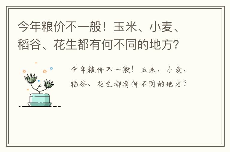 今年粮价不一般！玉米、小麦、稻谷、花生都有何不同的地方？