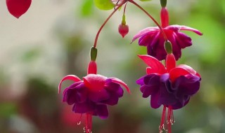 灯笼花插接方法 灯笼花的扦插方法