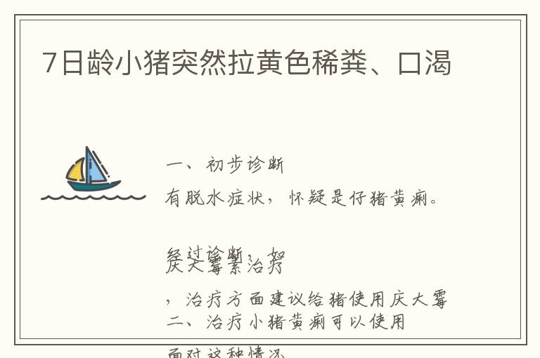 7日龄小猪突然拉黄色稀粪、口渴