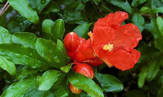 石榴花是什么颜色 石榴花的简述