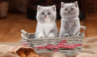 猫咪软便怎么办（换猫粮猫咪软便怎么办）