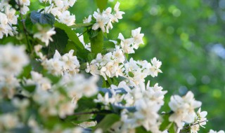 茉莉花怎么养才能安全过冬（茉莉花怎么养才能安全过冬视频）
